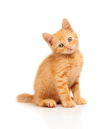 chat roux Mignon petit chaton rouge assis et regardant droit la caméra, isolé sur